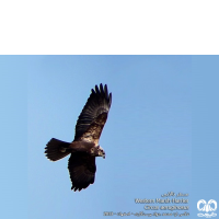 گونه سنقر تالابی Western Marsh Harrier